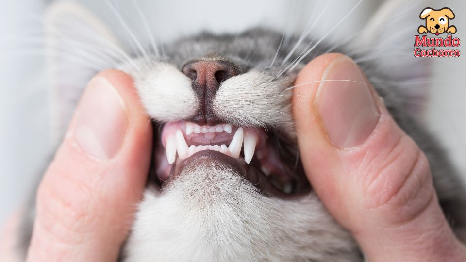 los gatos cambian los dientes