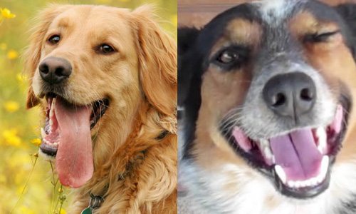 Perro de raza vs perro mestizo Cuál es el mejor