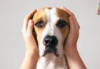 5 consejos para calmar la ansiedad canina durante tormentas y fuegos artificiales