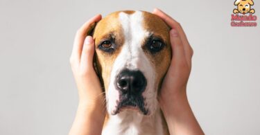 5 consejos para calmar la ansiedad canina durante tormentas y fuegos artificiales