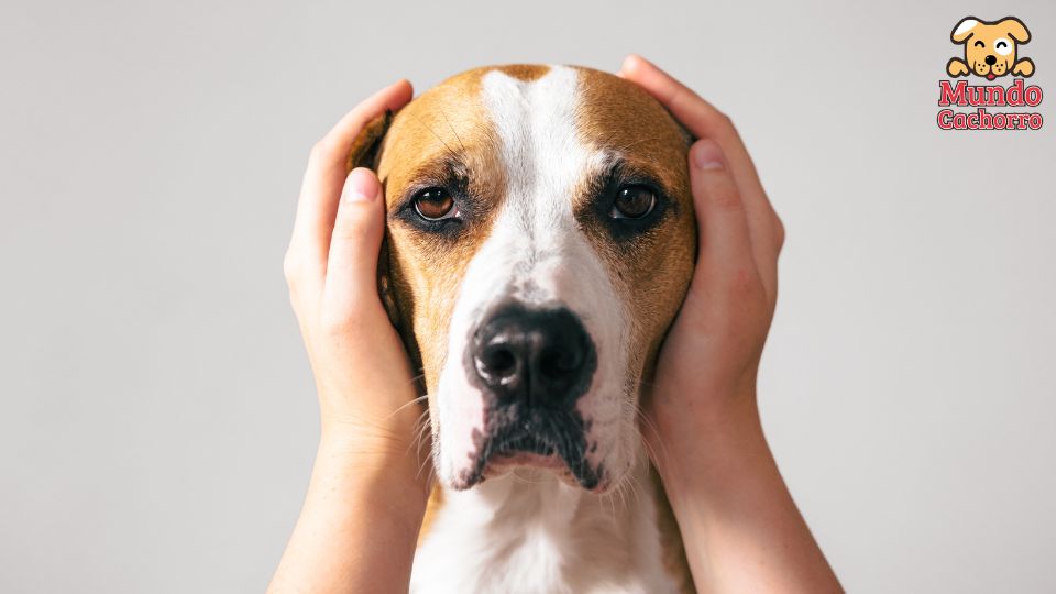 5 consejos para calmar la ansiedad canina durante tormentas y fuegos artificiales