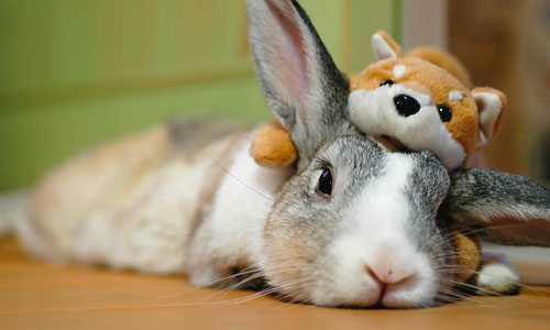 Cómo tener a un conejo en un piso o casa con poco espacio