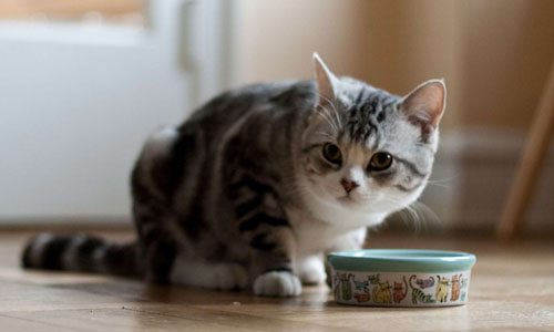 5 factores relevantes en la alimentación de los gatos