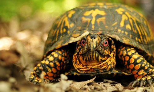 4 cuidados de la tortuga que son fundamentales