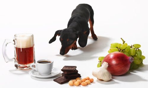 Los 5 alimentos nocivos para perros que no conocías