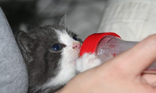 Cómo alimentar a un gato recién nacido