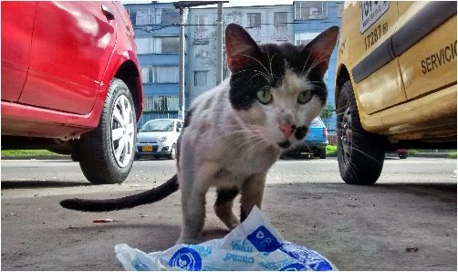 cómo rescatar a un gato callejero