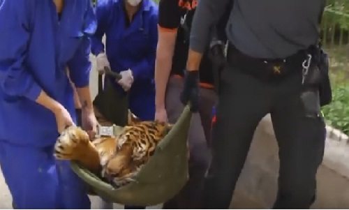 El rescate de dos tigres en Guardamar