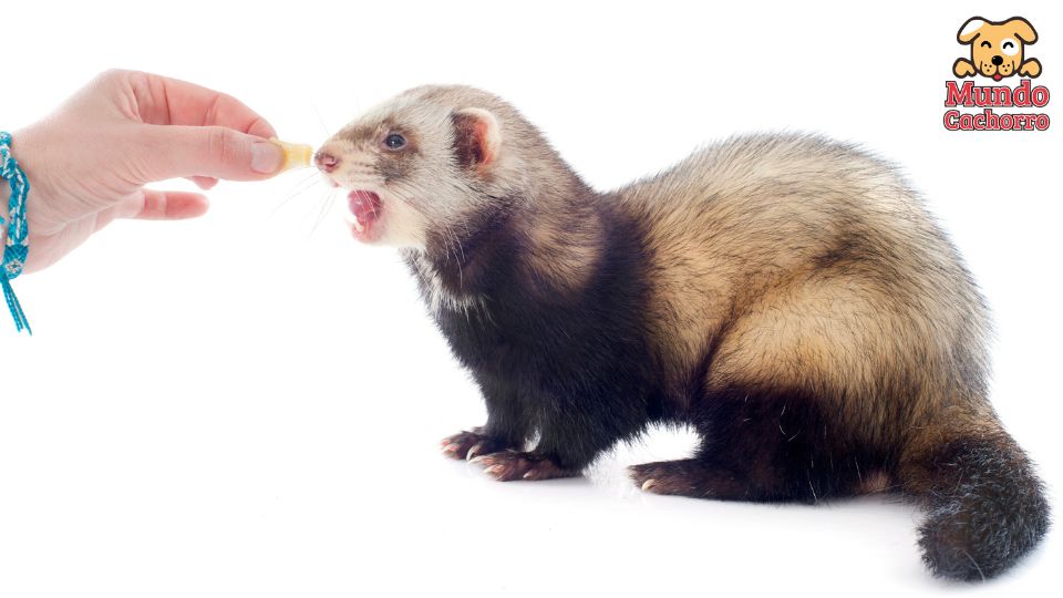 consejos a la hora de alimentar un hurón