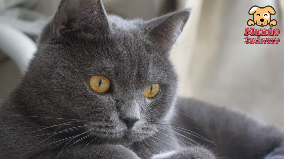 British Shorthair