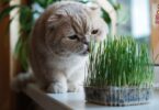 Hierbas para gatos