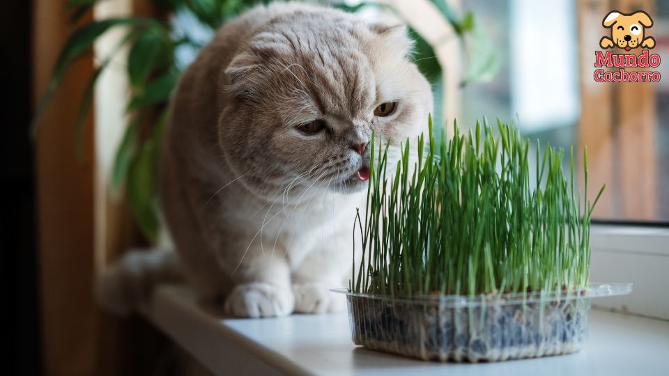 Hierbas para gatos