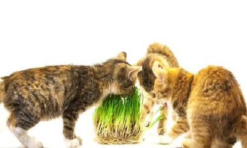 Lo que deberías saber sobre las Hierbas para gatos