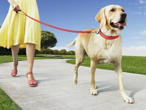 ¿Cuánto tiempo hay que pasear a un perro?