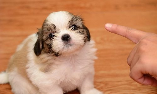 Basic tricks for raising a puppy at home