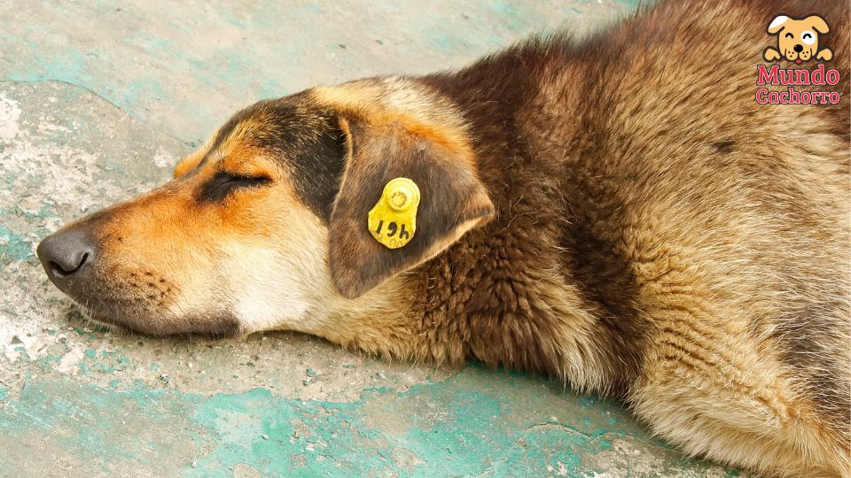 castración en perros