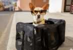 viajar mascota