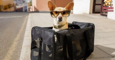 viajar mascota