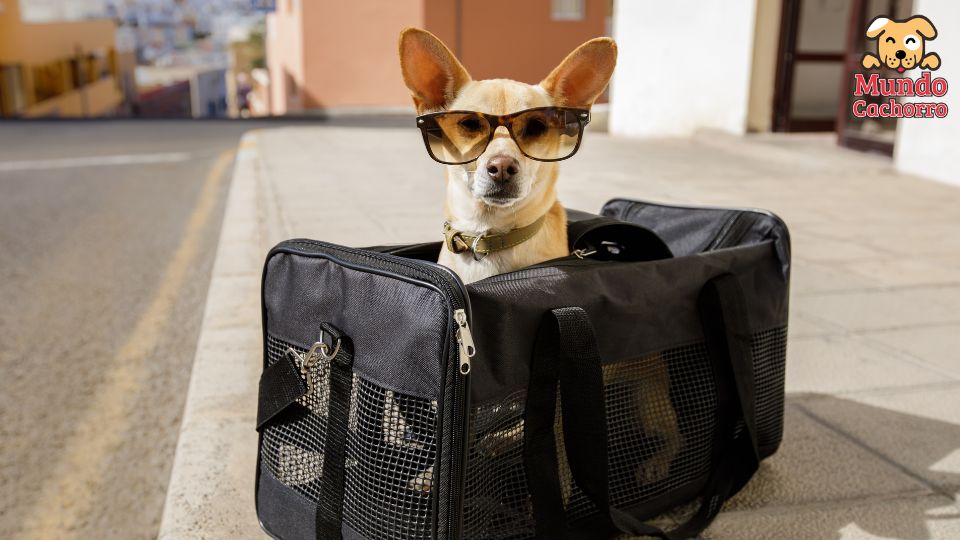 viajar mascota