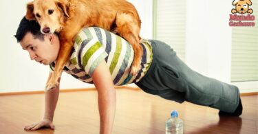 Actividades físicas para los perros