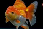 peces goldfish