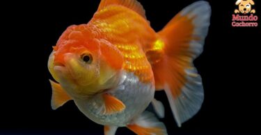 peces goldfish