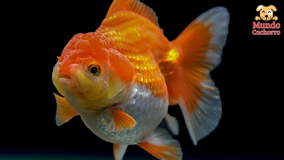  peces goldfish