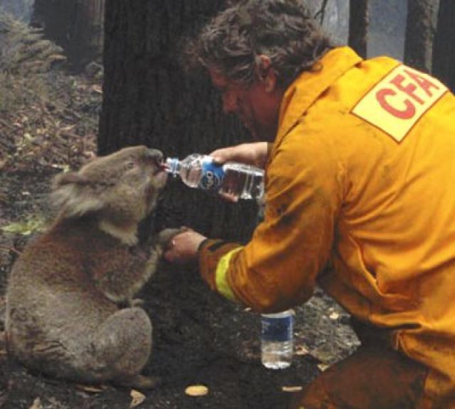 rescate-koala