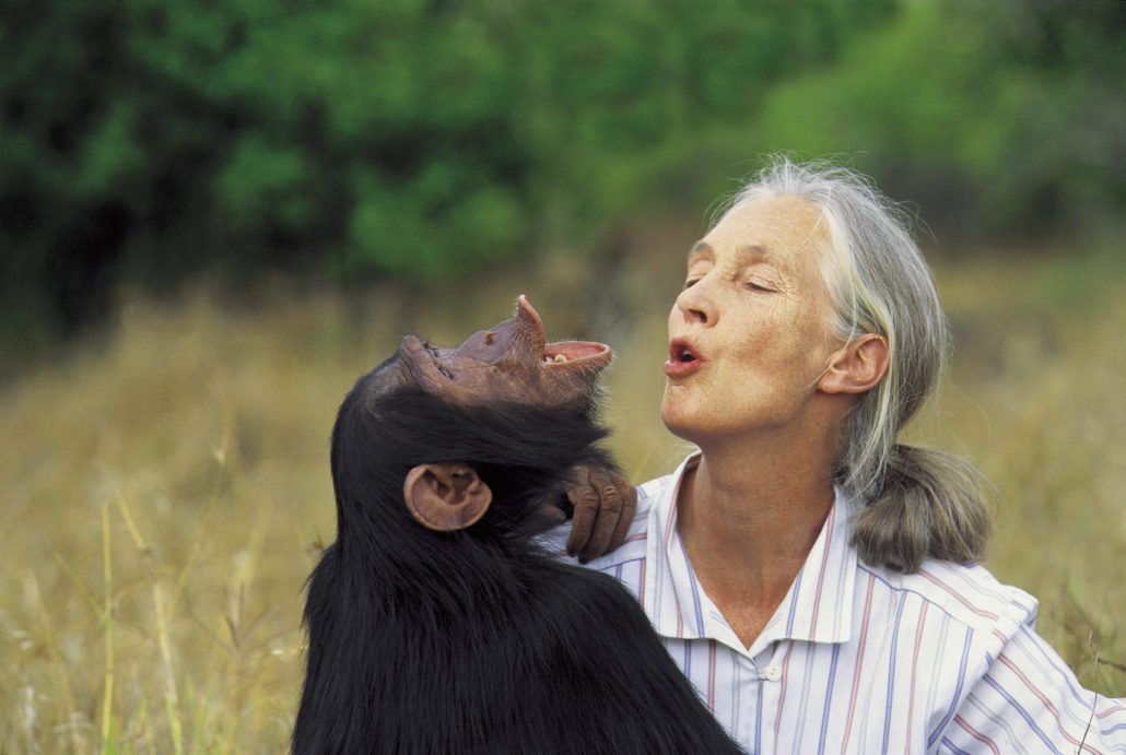 Jane goodall