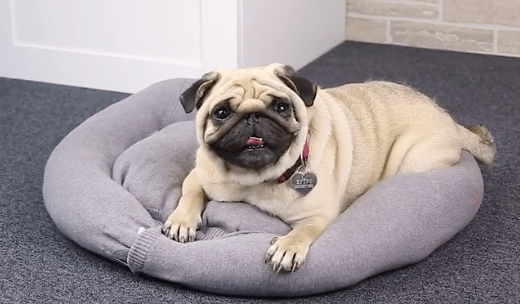 DIY cama mascota