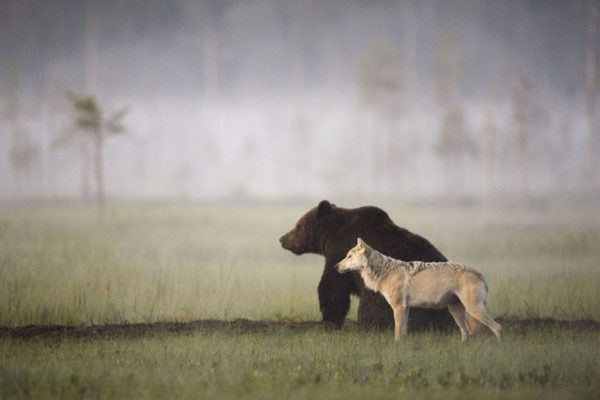 friendship between a wolf and a bear