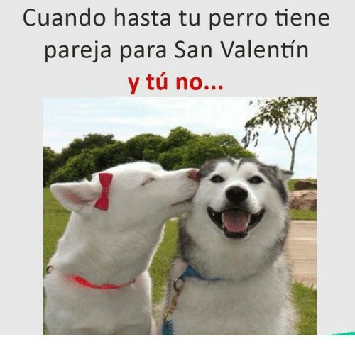valentine's day memes with animals