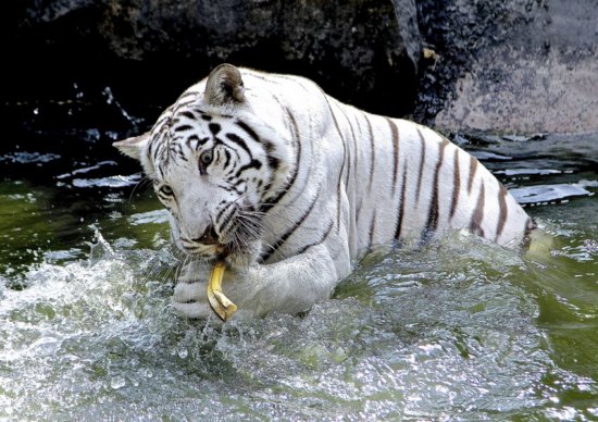tiger-white