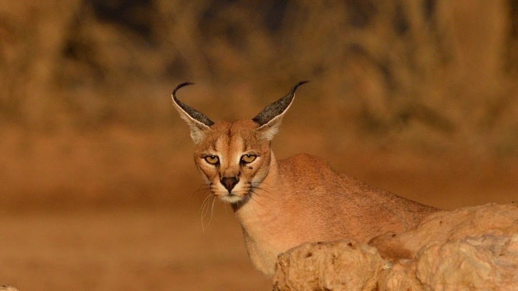 documentales de animales