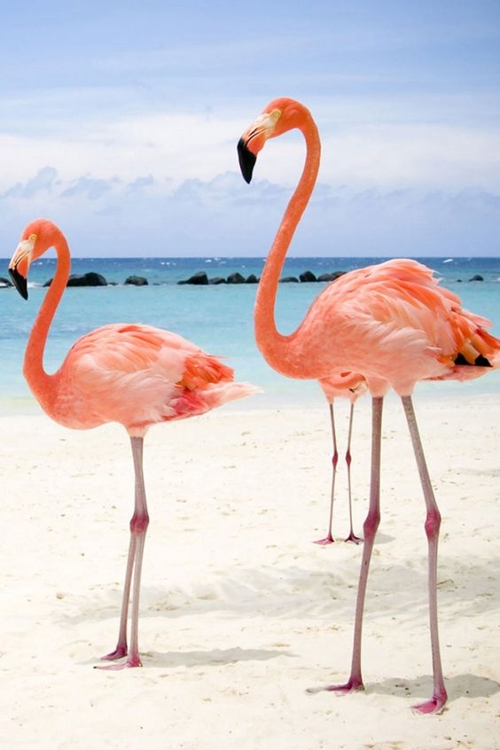 color of the flamingos