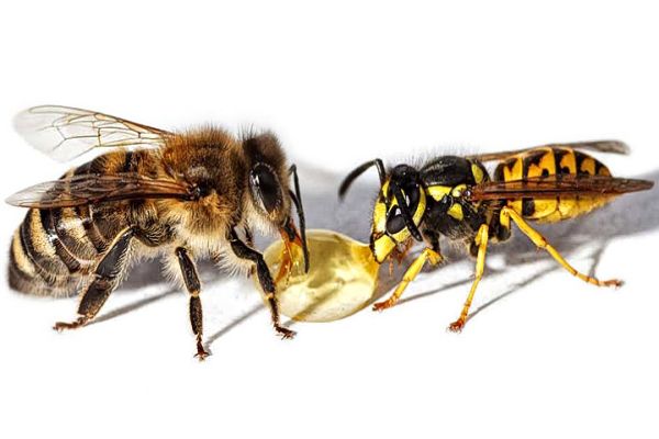 La diferencia entre avispa y abeja va mucho mas allá de sus nombres