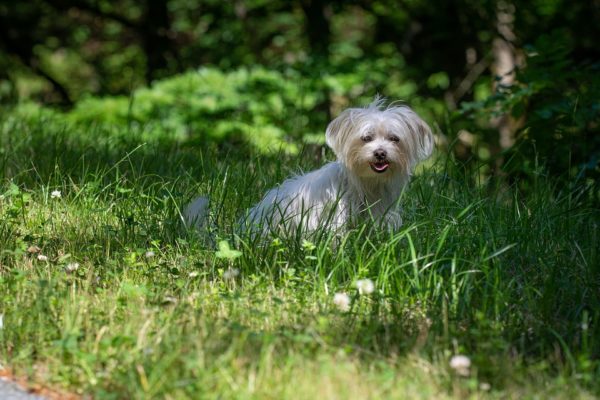 How to care for your Maltese bichon
