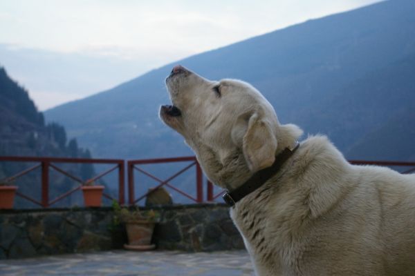 Why do dogs howl? The domestic origin of an ancestral call