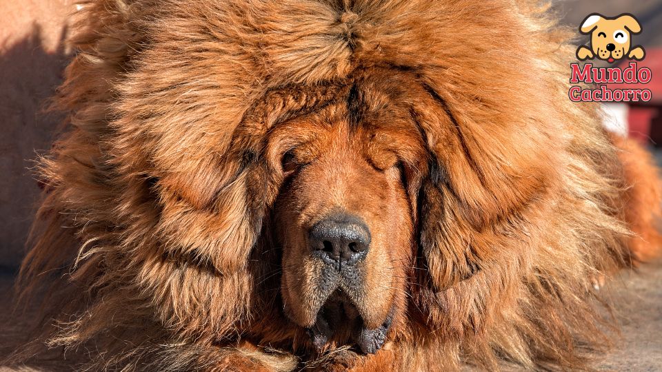 Mastín Tibetano
