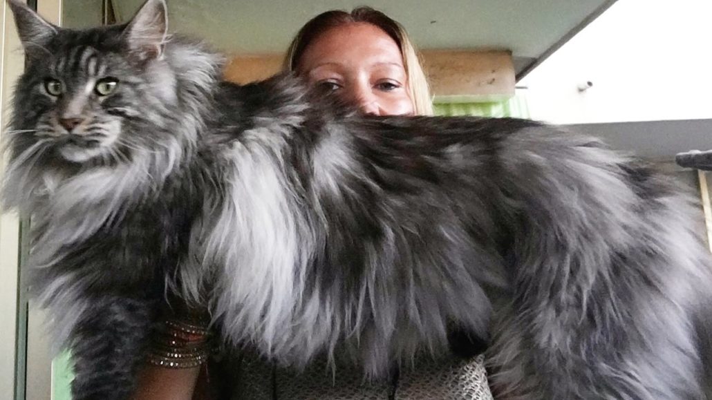 maine coon