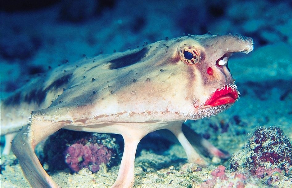 pez murcielago labios rojos