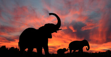 rumores de la savana