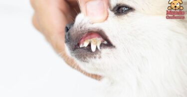 Cómo quitar el sarro de los dientes de tu perro