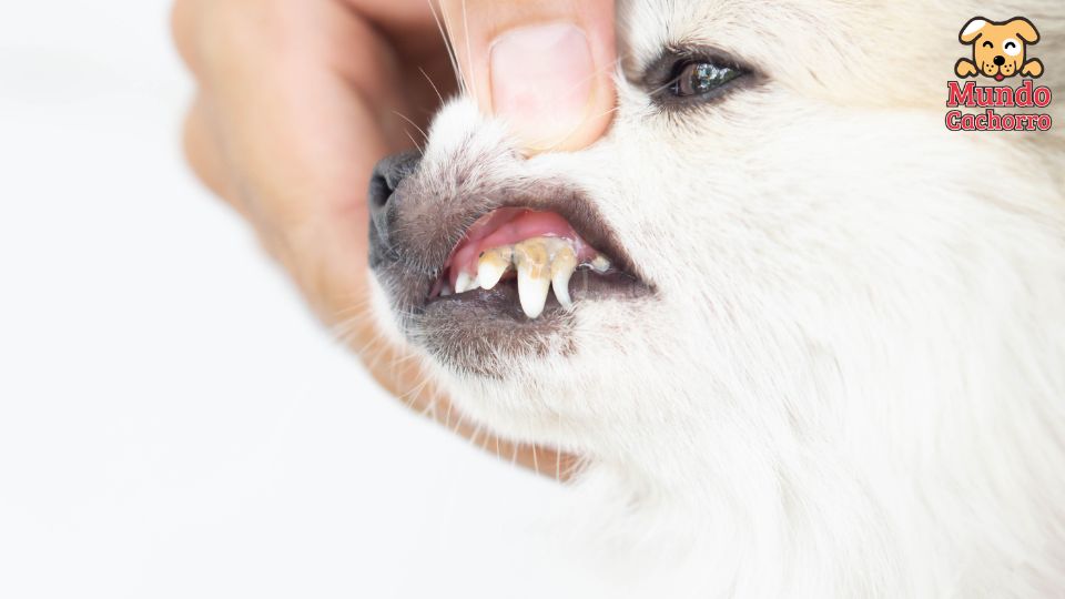 Cómo quitar el sarro de los dientes de tu perro