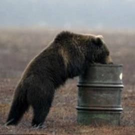 bears addicted to kerosene