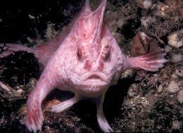 pink fish with hands