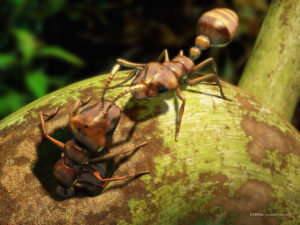 Bengali ants