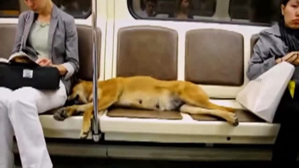 dogs Moscow subway