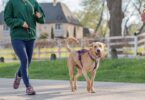 3 tips para pasear a tu perro