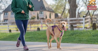 3 tips para pasear a tu perro